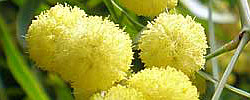 Care of the plant Acacia saligna or Orange wattle.