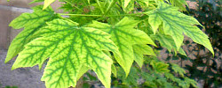 Cuidados de la planta Acer platanoides o Arce real.
