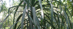 Cuidados de la planta Beaucarnea goldmanii o Coyolillo.