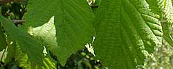 Care of the tree Corylus avellana or Common hazel.