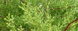 Cuidados de la planta Cupressus sargentii o Ciprés de Sargent.