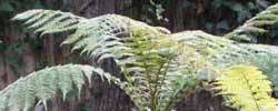 Care of the plant Dicksonia antarctica or Soft tree fern.
