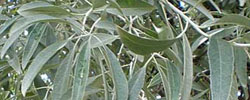 Care of the tree Elaeagnus angustifolia or Russian olive.