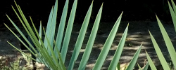 Care of the plant Encephalartos lehmannii or Karoo cycad.