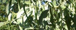 Cuidados de la planta Eucalyptus globulus o Eucalipto común.