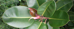 Cuidados de la planta Ficus elastica o Ficus de hoja grande.