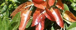 Cuidados del árbol Ficus ingens o Higuera de hojas rojas.