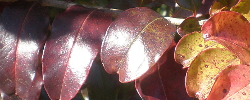 Cuidados del árbol Galpinia transvaalica o Galpinia.
