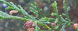 Cuidados de la planta Juniperus thurifera o Sabina albar.