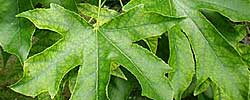 Cuidados de la planta Liquidambar styraciflua o Árbol del estoraque.