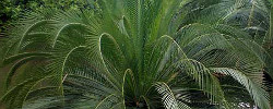 Care of the plant Macrozamia moorei or Cycad palm.