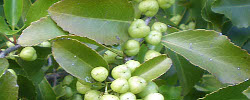 Cuidados de la planta Maytenus canariensis o Peralillo.