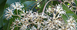 Care of the plant Nuxia floribunda or Forest elder.