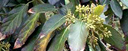Care of the plant Persea americana or Avocado.