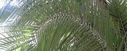 Care of the palm Phoenix reclinata or Senegal date palm.