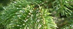 Care of the tree Picea abies or European spruce.