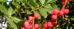 Cuidados de la planta Pistacia terebinthus o Cornicabra.