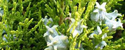 Care of the plant Platycladus orientalis or Thuja orientalis.