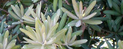 Cuidados de la planta Podocarpus latifolius o Palo amarillo real.