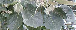 Cuidados de la planta Populus alba o Álamo blanco.
