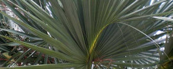 Care of the plant Sabal bermudana or Bermuda palmetto.