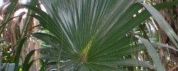 Care of the plant Sabal mexicana or Mexican palmetto.