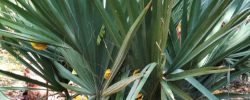 Care of the plant Sabal uresana or Sonoran palmetto.