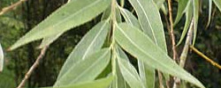 Cuidados de la planta Salix alba o Sauce blanco.