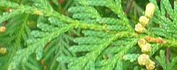 Care of the plant Thuja occidentalis or Northern white cedar.