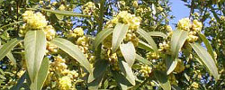 Care of the plant Umbellularia californica or California laurel.