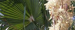 Cuidados de la palmera Washingtonia robusta o Palmera de abanico mexicana.