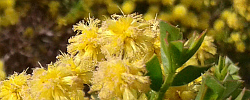 Care of the shrub Acacia truncata or West coast wattle.