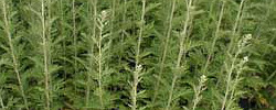 Cuidados de la planta Artemisia afra o Ajenjo silvestre.