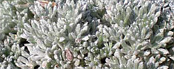 Cuidados del arbusto Artemisia pedemontana o Artemisia plateada.