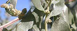 Care of the shrub Atriplex halimus or Saltbush.