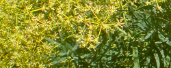 Care of the plant Bupleurum salicifolium or Hare's ear.