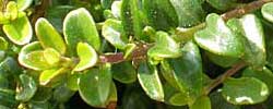 Cuidados de la planta Buxus sempervirens, Boj común o Boje.