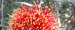 Care of the shrub Callistemon rugulosus or Scarlet Bottlebrush.