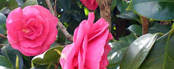 Care of the shrub Camellia japonica or Common camellia.