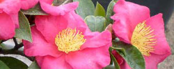 Care of the shrub Camellia sasanqua or Sasanqua camellia.