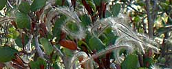 Care of the plant Cercocarpus montanus or Mountain Mahogany.