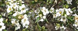 Care of the shrub Coleonema album or White confetti bush.
