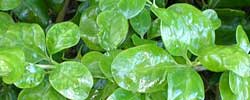 Care of the shrub Coprosma repens or Mirror bush.