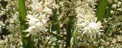 Cuidados de la planta Cordyline australis, Cordiline o Drácena.