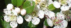 Cuidados del arbusto Cotoneaster horizontalis, Cotoneaster horizontal o Griñolera.