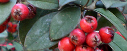 Cuidados de la planta Cotoneaster pannosus o Griñolera afelpada.