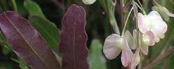 Care of the shrub Dodonaea viscosa or Sticky hop bush.