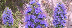 Care of the plant Echium fastuosum or Pride of Madeira.