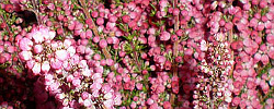Cuidados del arbusto Erica gracilis o Brezo rosa.