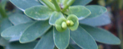 Care of the plant Euphorbia anachoreta or Selvagens spurge.